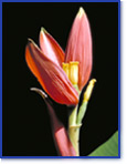 Fleur exotique aux pétales rouges et orangés