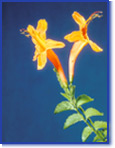 Fleurs jaunes et orangées sur leur tige