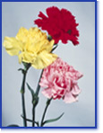 Trois œillets rouge, jaune et rose